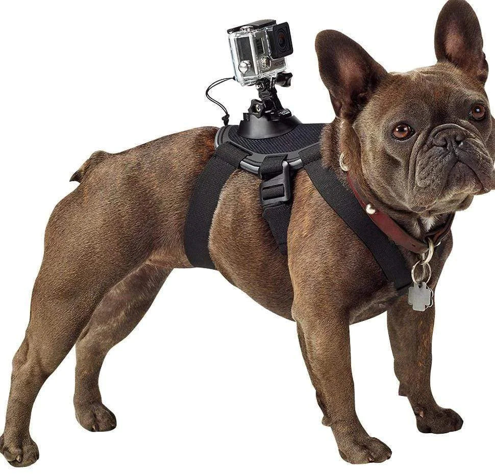 Harnais pour Chien avec Support GoPro