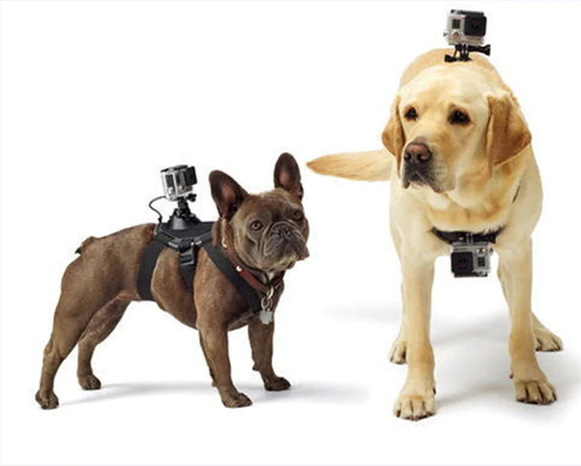 Harnais pour Chien avec Support GoPro