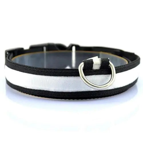 Collier Lumineux LED pour Chien