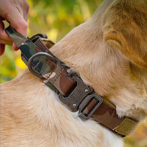 Laisse Tactique Élastique Haute Résistance pour Chien