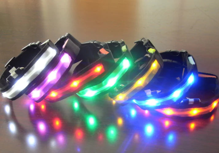 Collier Lumineux LED pour Chien