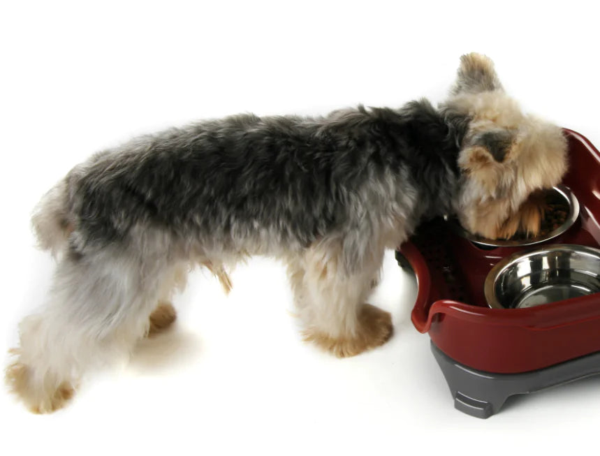 Gamelle Double Inox pour Chien et Chat