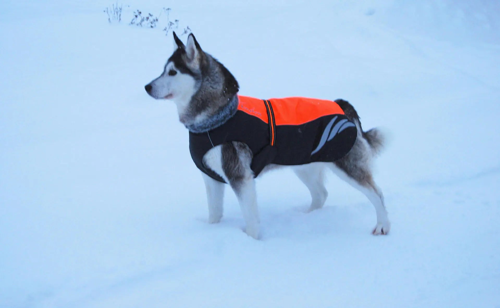 Manteau d’Hiver Chaud & Fashion pour Chien